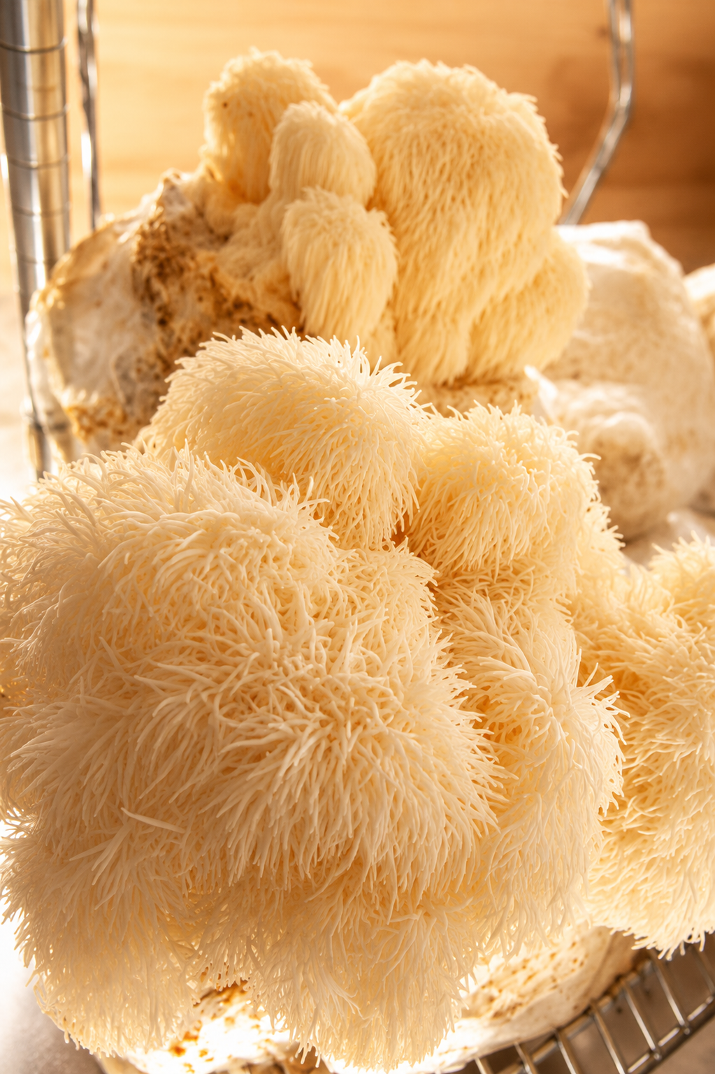 Mycothérapie 